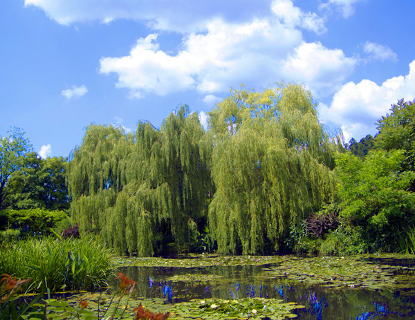 Monet's Garden